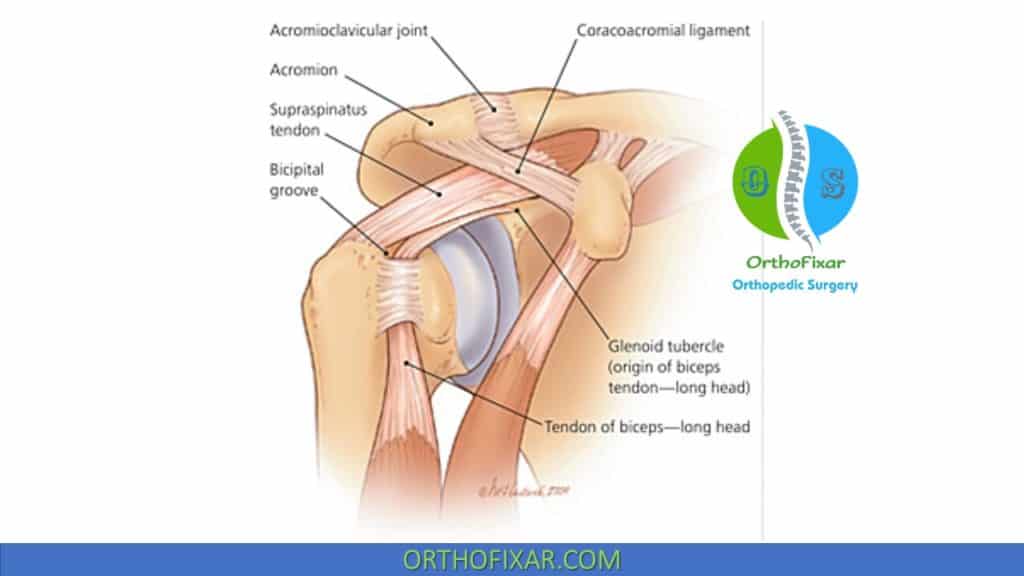 biceps tendon anatomy
