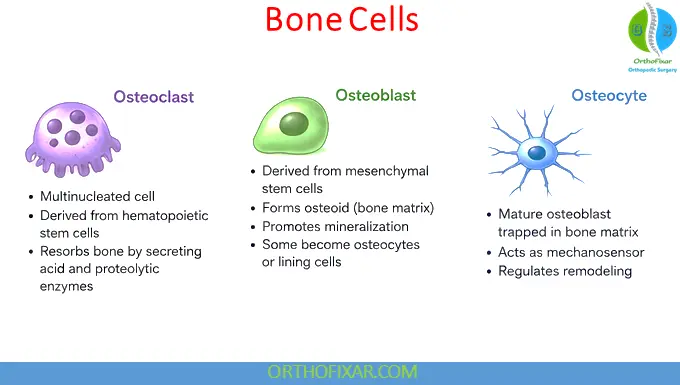 Bone Remodeling Process: Stages, Cells, Mechanisms & Clinical Significance 6 bone cells