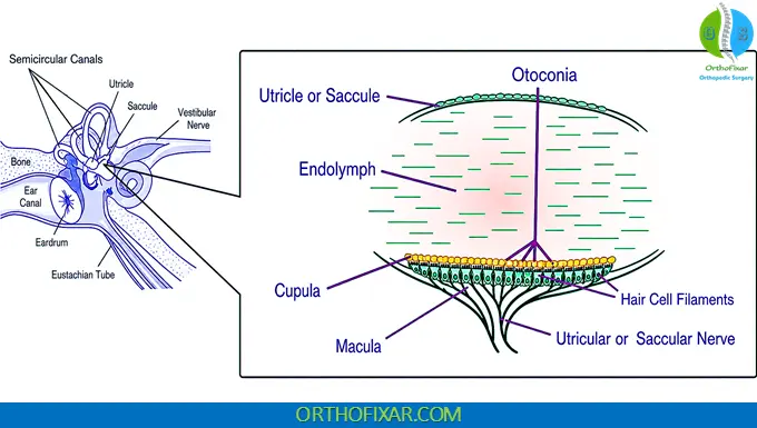 calcium carbonate crystals inner ear