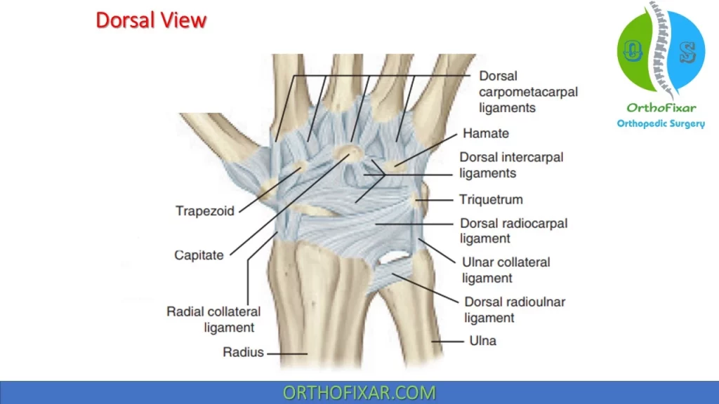 carpal ligaments anatomy - dorsal view