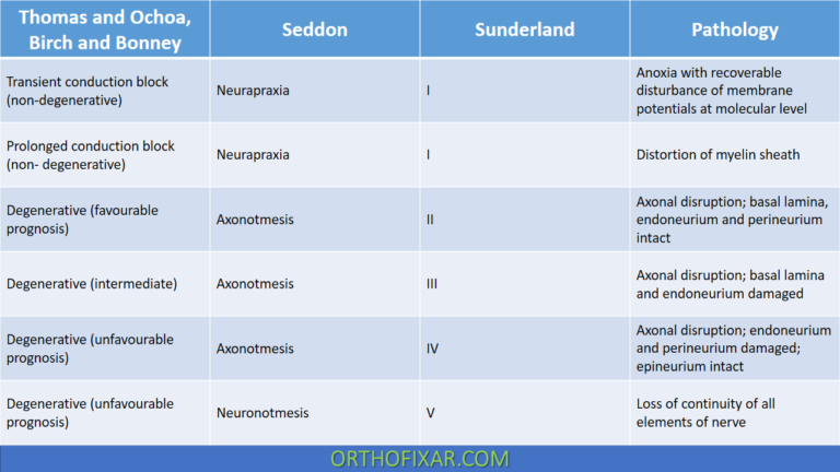 Nerve Injury Classification: Seddon, Sunderland, And Types Explained
