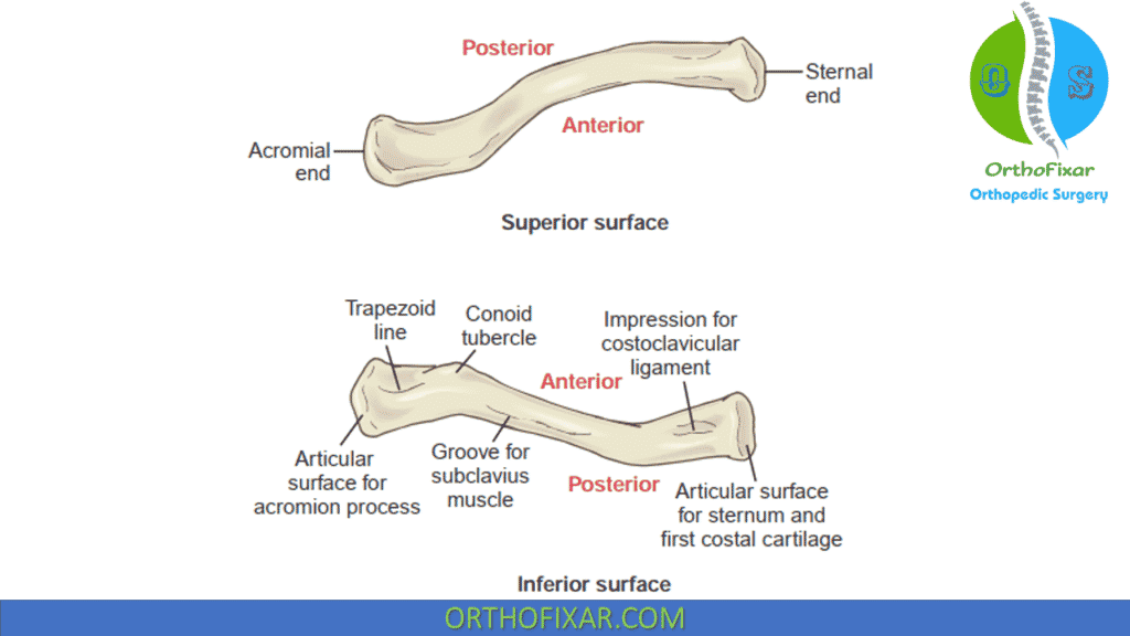 Clavicle Bone Anatomy