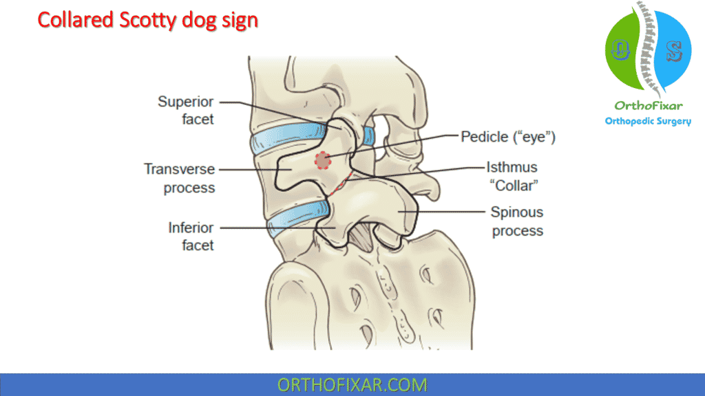 collared Scotty dog sign