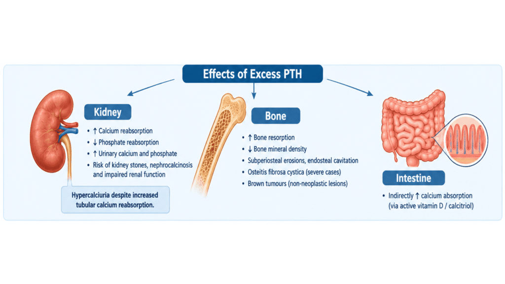 effects of high PTH