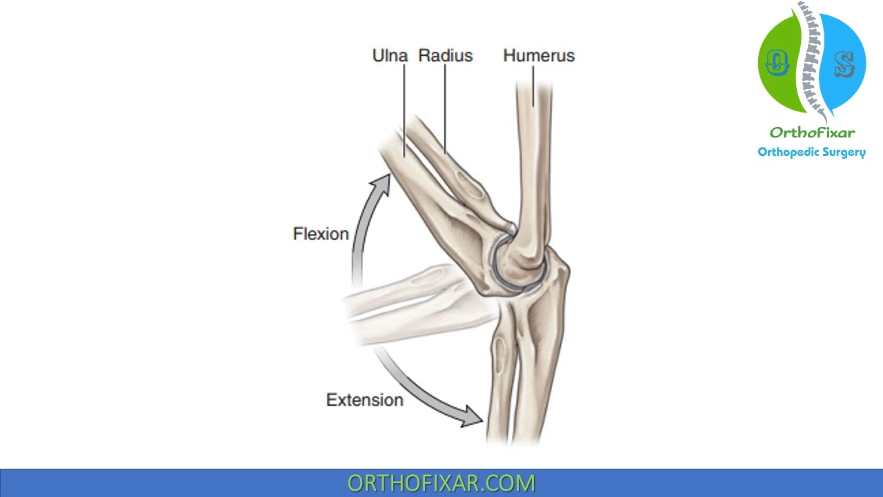 proximal radioulnar joint ligaments