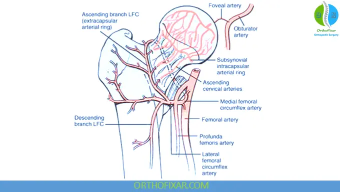 femoral head blood supply