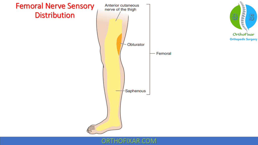 femoral nerve Sensory distribution