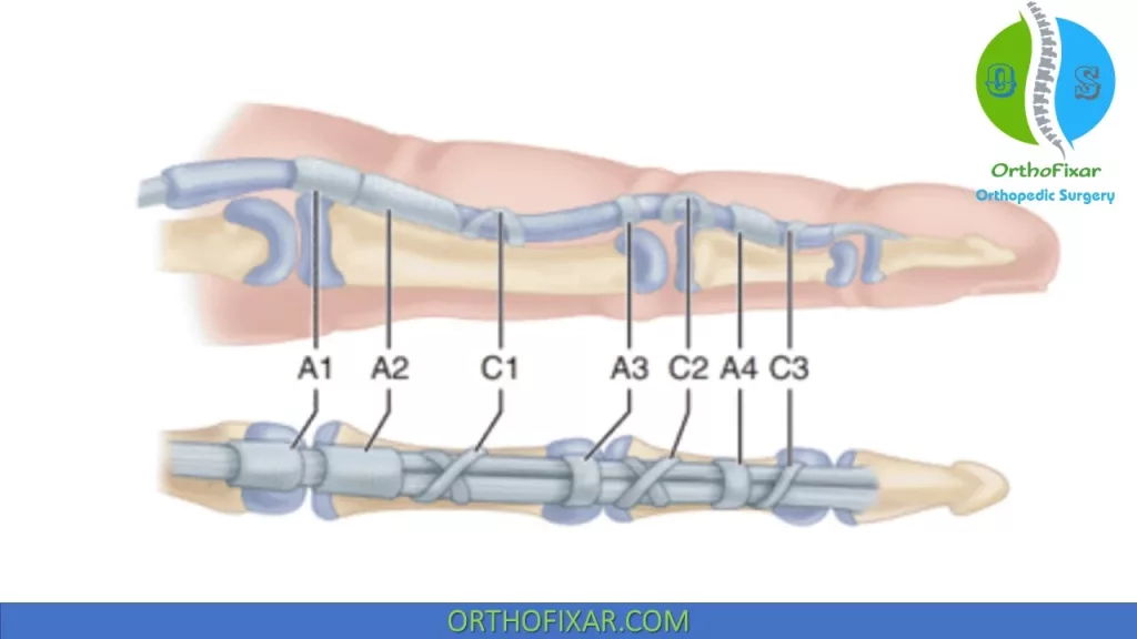 flexor tendon pulleys