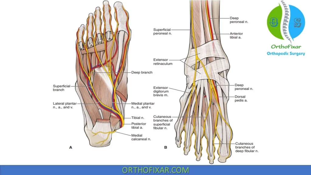 foot blood supply and nerves