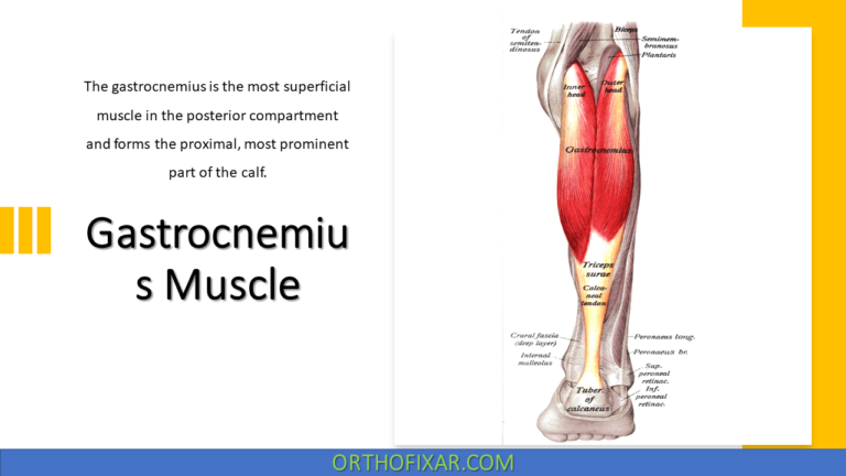 gastrocnemius muscle