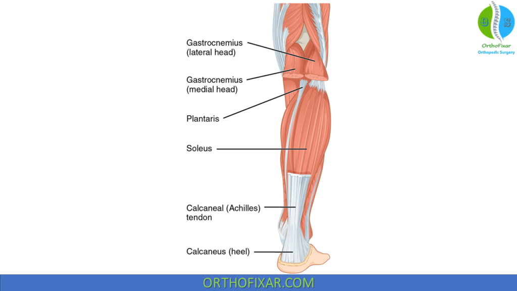 gastrocnemius muscle anatomy