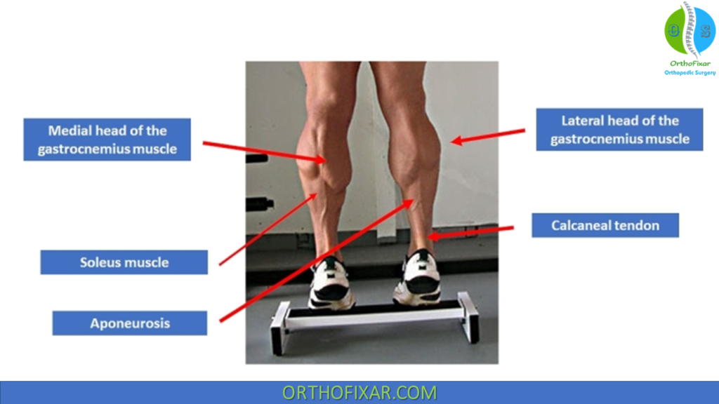 gastrocnemius muscle athletes