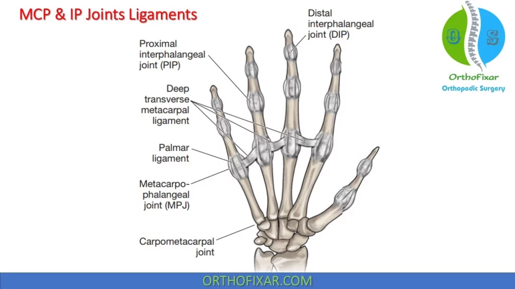 hand joints ligaments