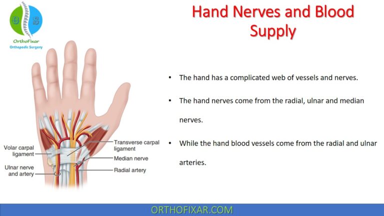 hand nerves and vessels