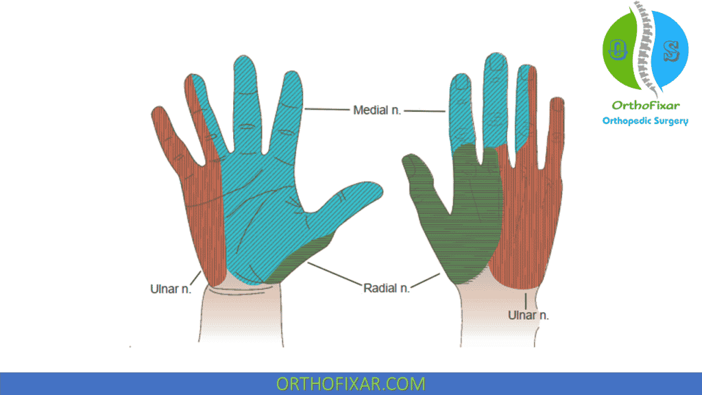 hand nerves dermatome