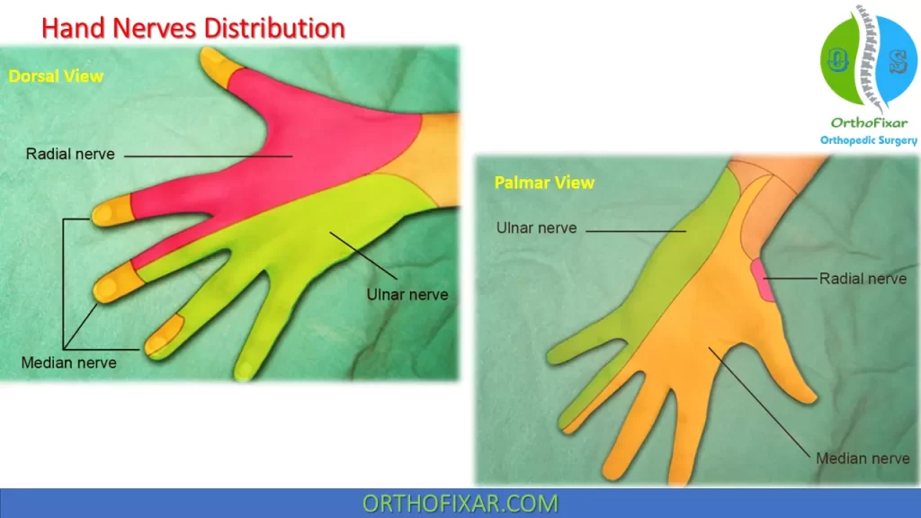 hand nerves distribution