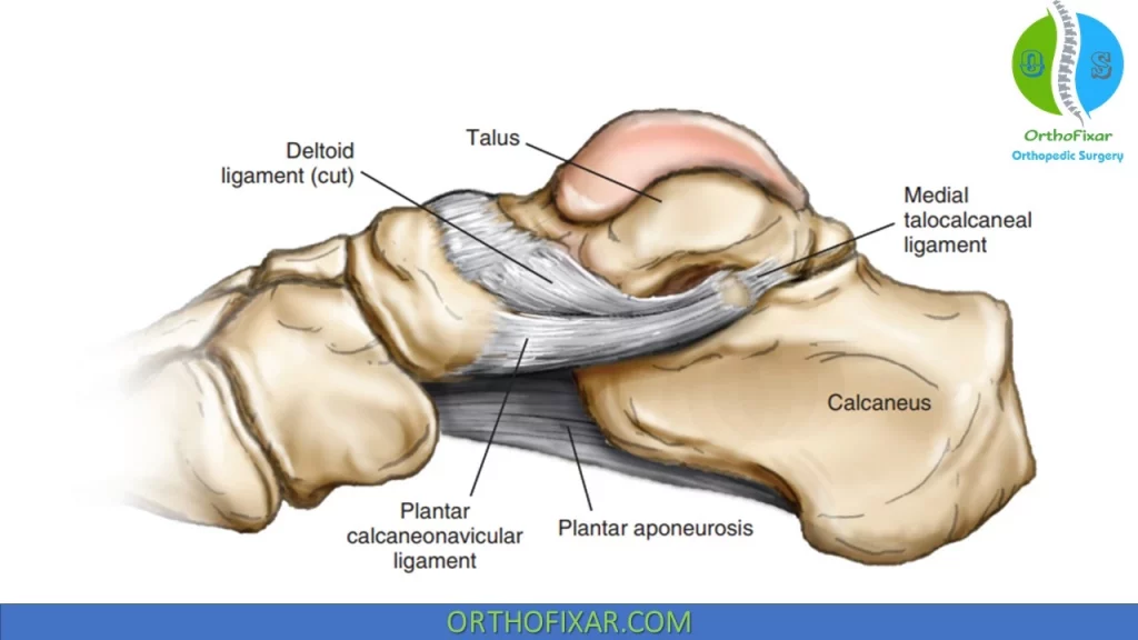 hindfoot ligaments
