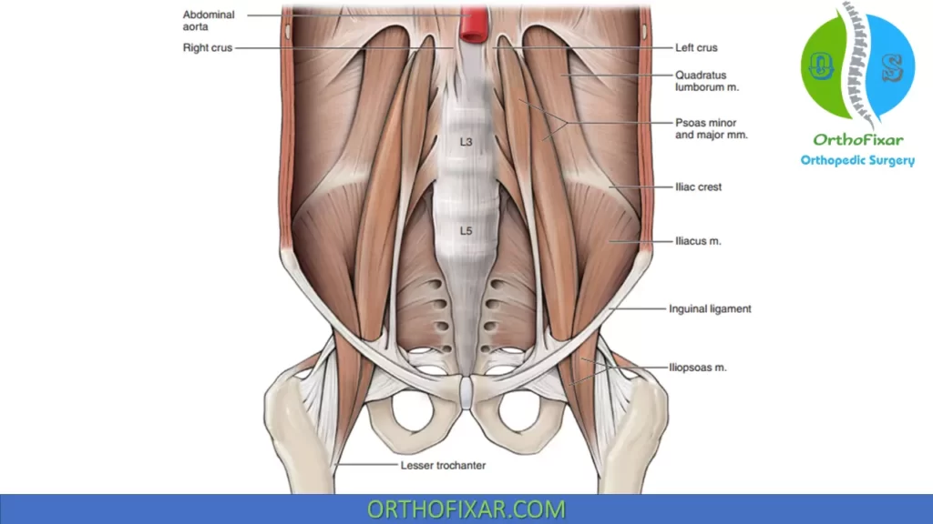 hip flexor - Iliopsoas Muscle