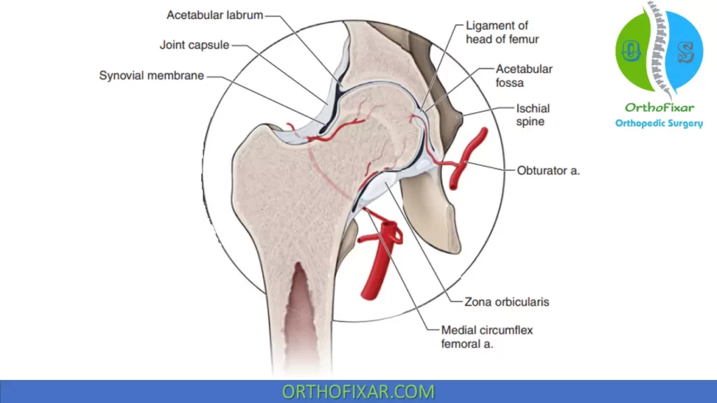 hip joint vascular anatomy