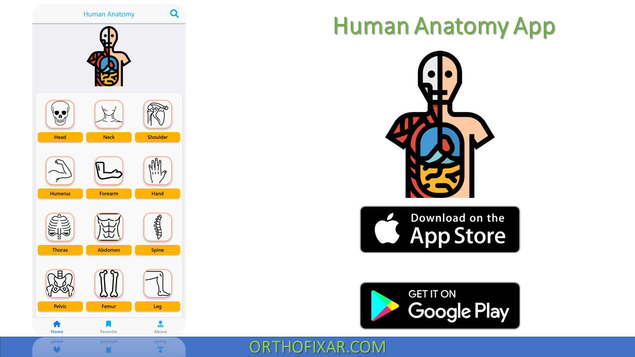  Human Anatomy App 