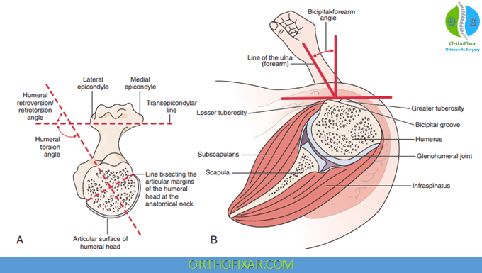 Glenohumeral Joint Anatomy Orthofixar 2025