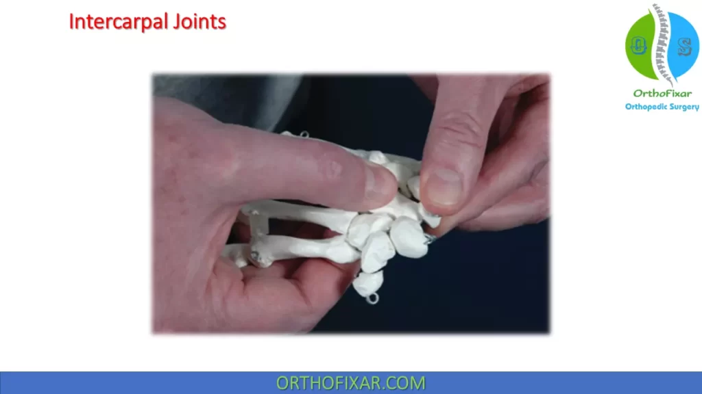 intercarpals joint examination