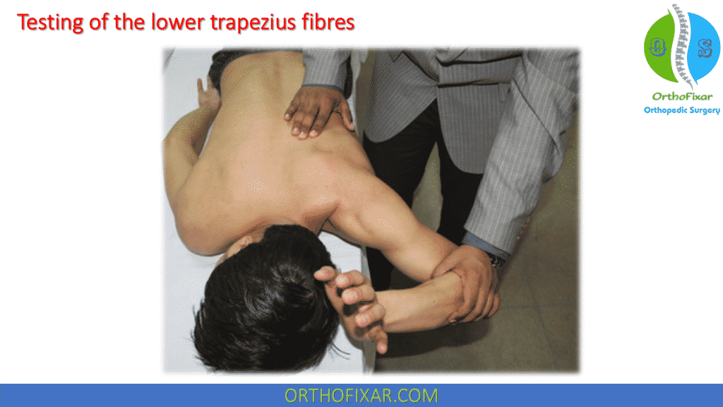 lower trapezius muscle testing