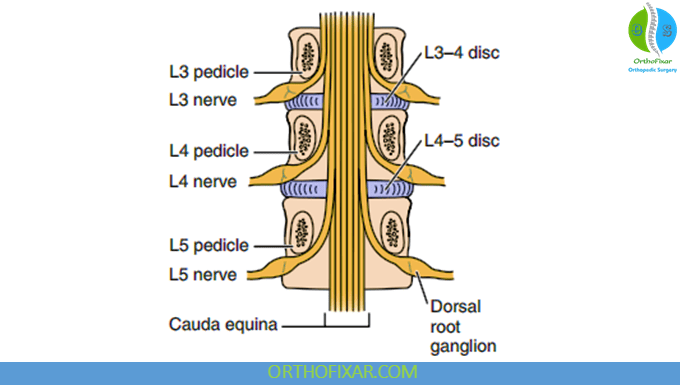 lumbar spine nerve