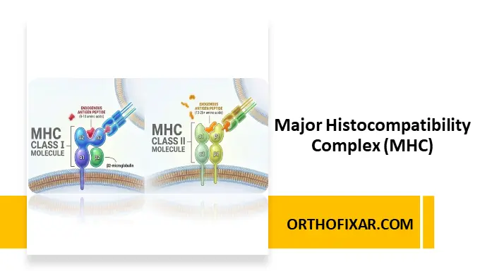major histocompatibility complex