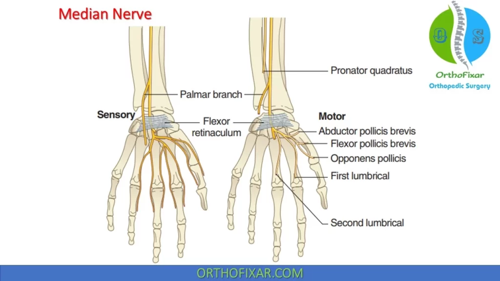 median nerve branches