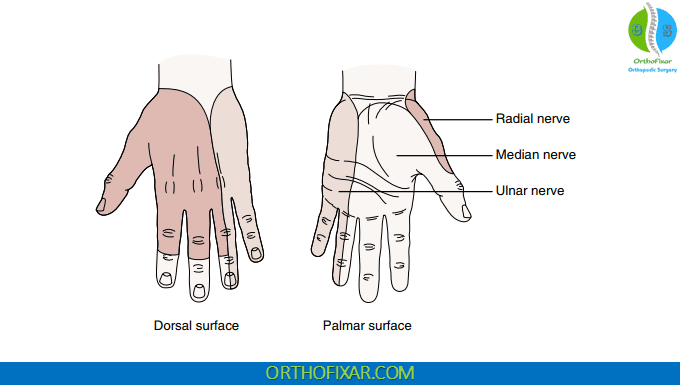 median nerve distribution