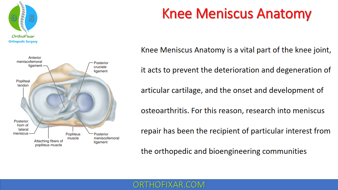  Knee Meniscus Anatomy 