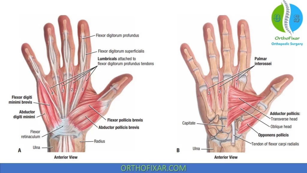 hand muscles of the thumb and little finger