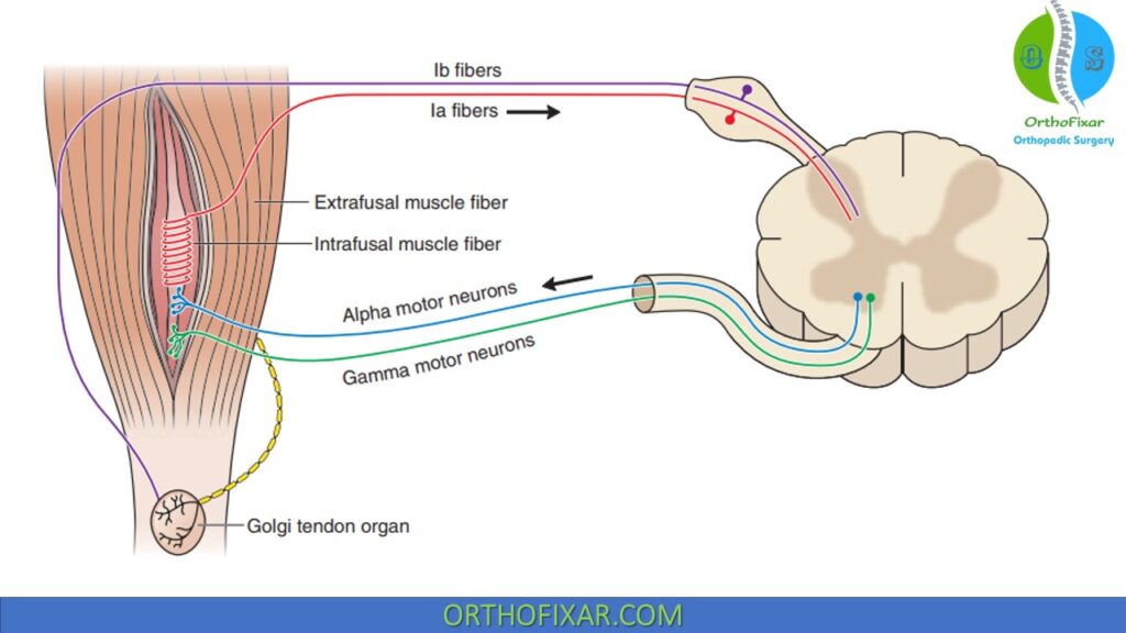 The physiology of a myotatic reflex
