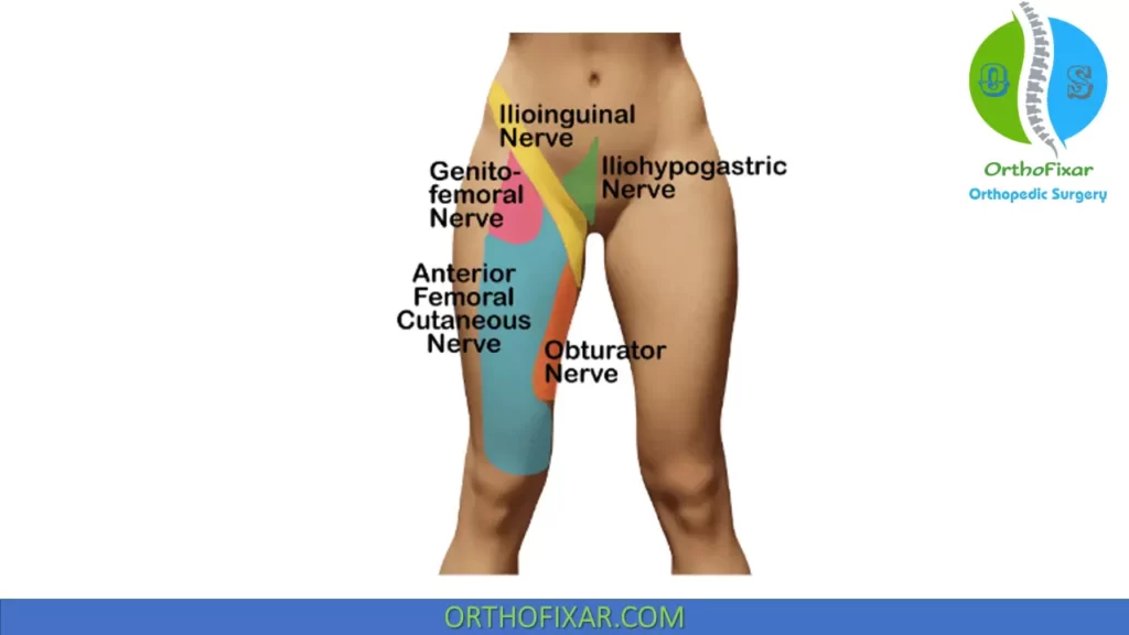 nerve distribution around the hip