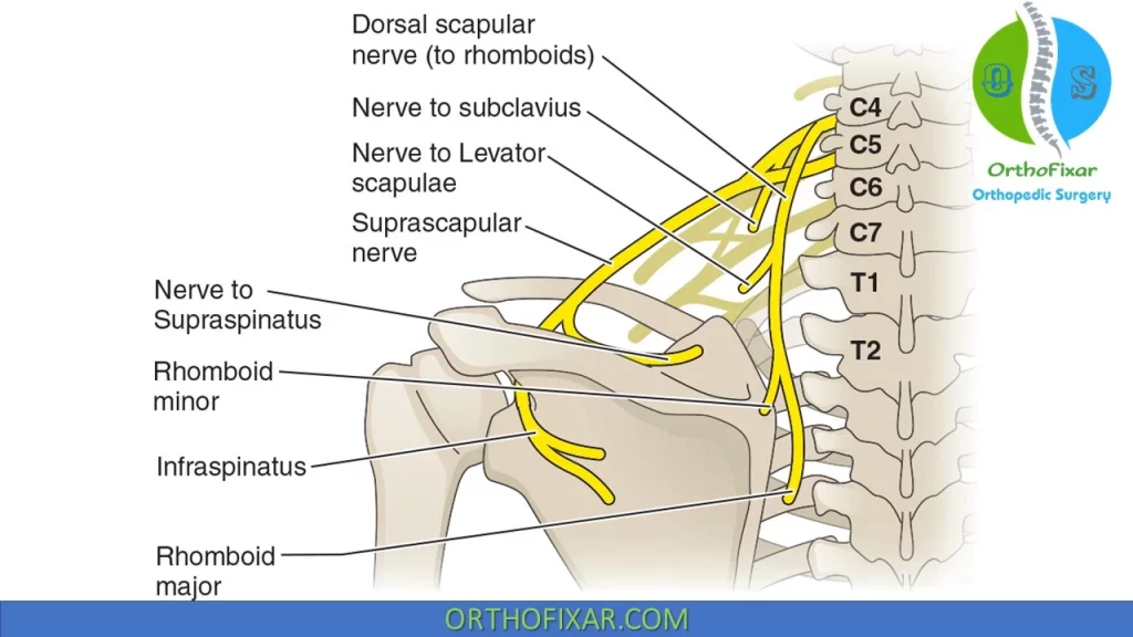 nerves of Brachial Plexus