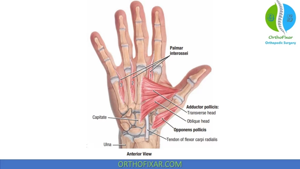 hand anatomy flexor tendons
