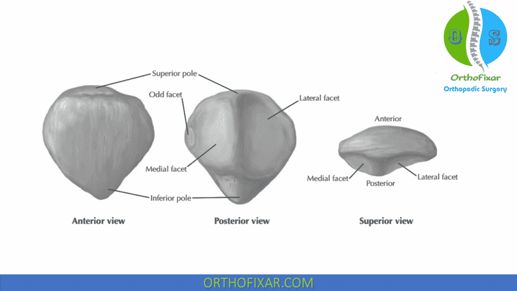 patella anatomy