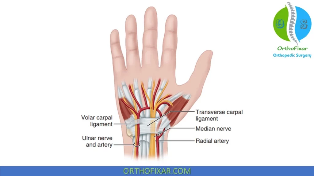 radial and ulnar artery anatomy (2)