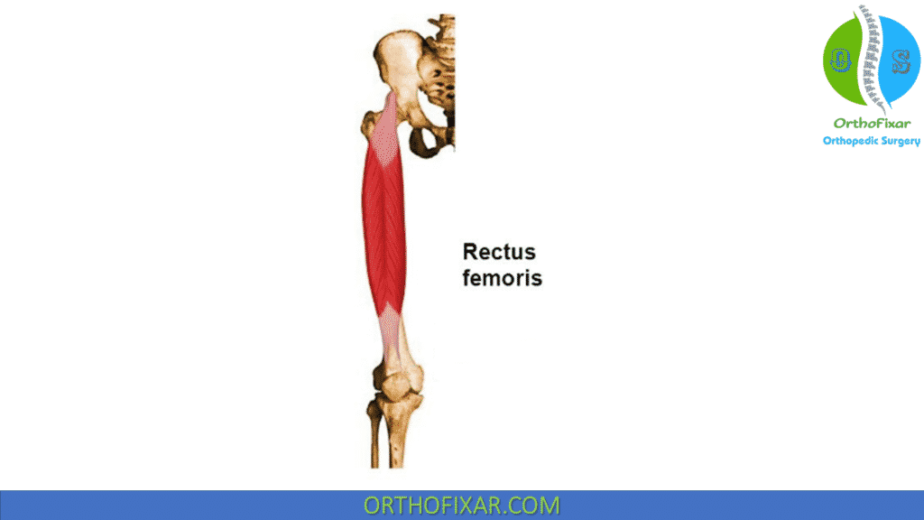 rectus femoris muscle
