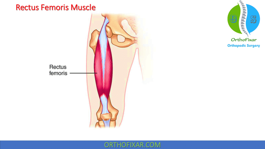 rectus femoris muscle