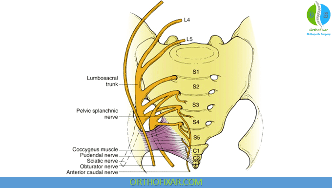 Sacral Plexus Anatomy 1 sacral plexus diagram