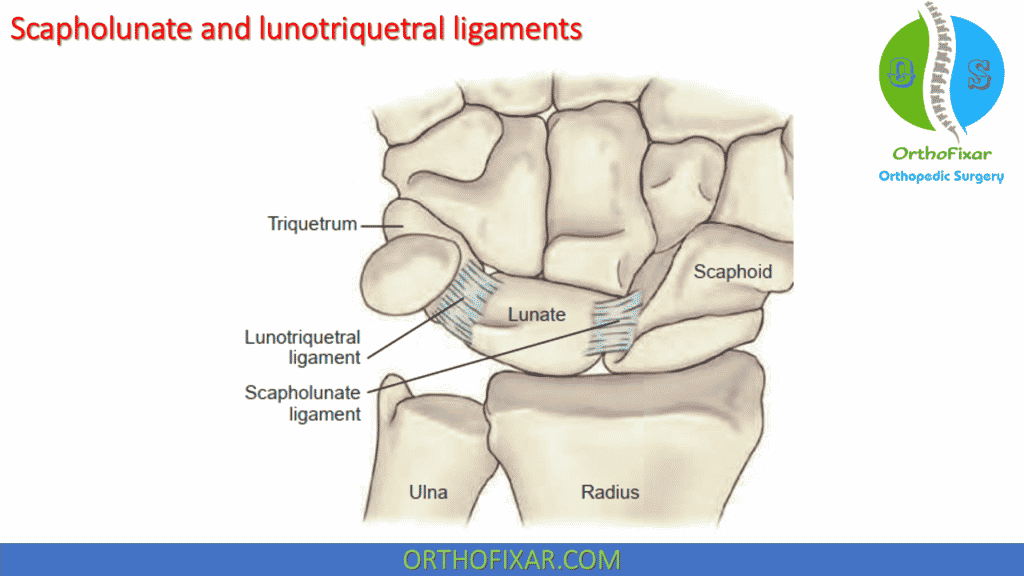 scapholunate and lunotriquetral ligaments