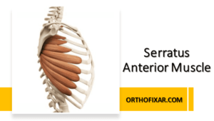 Serratus Anterior Muscle Anatomy