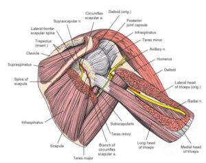 Posterior Approach To The Shoulder • Easy Tutorial • OrthoFixar 2024