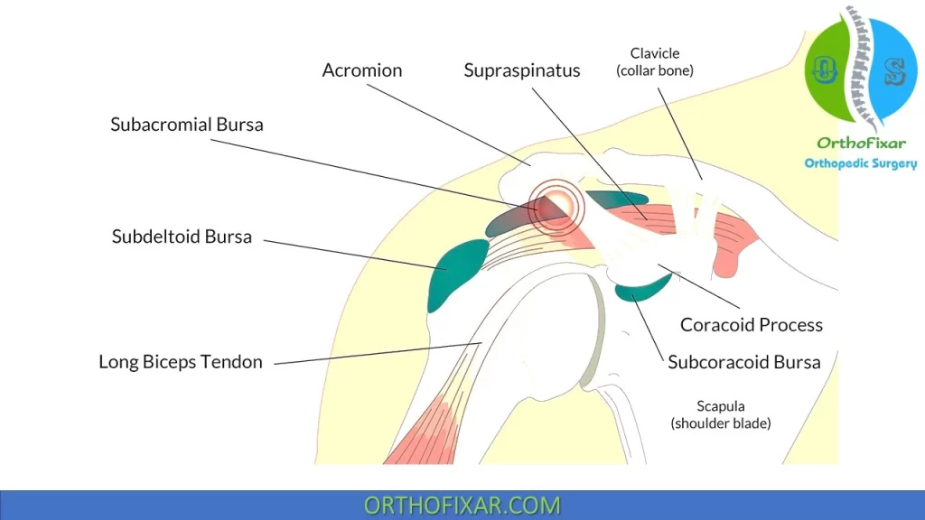 shoulder bursae anatomy