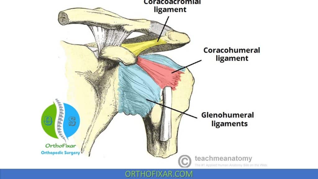 shoulder ligaments anatomy