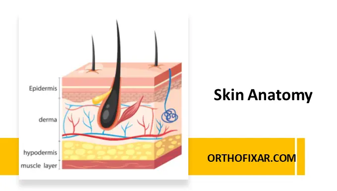 skin anatomy