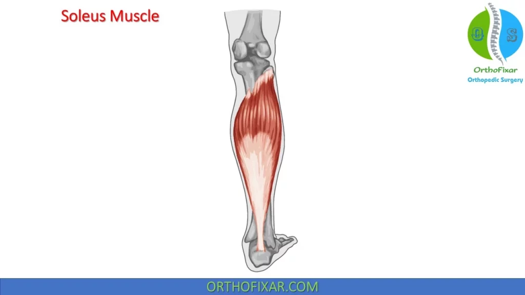soleus Muscle Anatomy