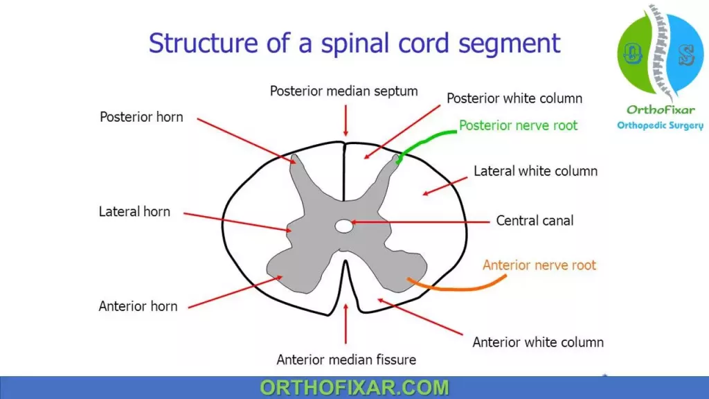 spinal cord column